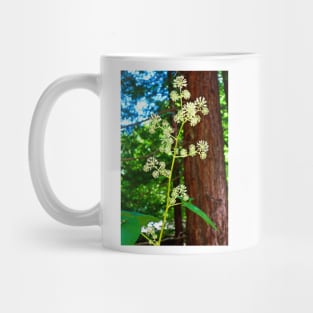 Muir Woods Study 2 Mug